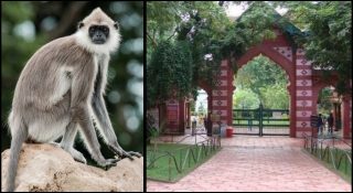മൂന്ന് ഹനുമാന് കുരങ്ങുകള് ചാടിപ്പോയി; രക്ഷപ്പെട്ടതില് മൃഗശാലയില് നിന്ന് നേരത്തെ ചാടിയ കുരങ്ങും