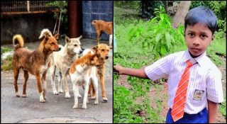 വീണ്ടും ഒരു പേവിഷ മരണം; തെരുവുനായ കടിച്ച അഞ്ചു വയസ്സുകാരന് മരിച്ചു