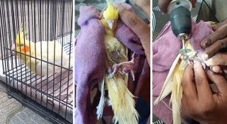 ഓസ്ട്രേലിയൻ തത്തയ്ക്ക് രക്ഷകരായത് കേരള ഫയർ ഫോഴ്സ്; സംഭവം തിരുവല്ലയിൽ