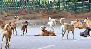 തെരുവ് നായ്ക്കൾക്ക് ചിക്കനും ചോറും; പുതിയ പദ്ധതി രൂപീകരിച്ച് കോർപ്പറേഷൻ