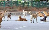 നായ്ക്കളുടെ ദയാവധം തടഞ്ഞ് ഹൈക്കോടതി; സർക്കാർ തീരുമാനം നടപ്പാക്കരുത്