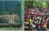 കടുവയെ തടഞ്ഞ് വച്ച് നാട്ടുകാർ; തുറന്ന് വിടില്ലെന്ന് വനം വകുപ്പ്; കരുവാരക്കുണ്ടിൽ നാടകീയ സംഭവങ്ങൾ