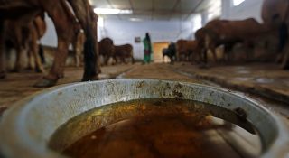 പശുമൂത്രവും ചാണകവും കൊണ്ട് മരുന്ന് ഉണ്ടാക്കുമെന്ന് ഉത്തർപ്രദേശ്; ആരോഗ്യ മേഖലയെ ശക്തിപ്പെടുത്താനെന്ന് വിശദീകരണം