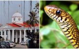 സെക്രട്ടേറിയറ്റിൽ പാമ്പ്; ഫയൽറാക്കുകൾ പാമ്പുകളുടെ താവളം