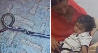ഒരു വസ്സുകാരൻ മൂർഖൻ പാമ്പിനെ കടിച്ചു കൊന്നു; മുത്തശ്ശി ഓടി വന്നെങ്കിലും തടയാനായില്ല