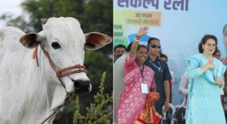 പശുവിനെ ‘രാജ്യമാതാവായി’ പ്രഖ്യാപിക്കണം; ആവശ്യവുമായി ഗുജറാത്തിലെ ഏക കോൺഗ്രസ് എംപി
