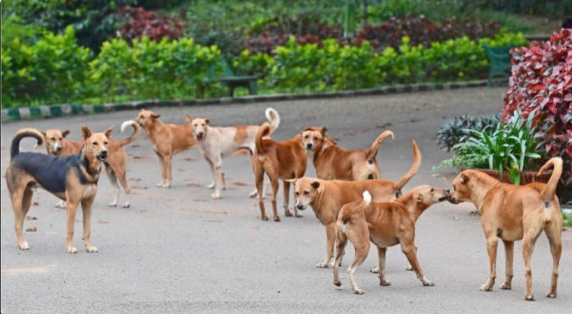 ഒറ്റ തെരുവുനായയെയും രാജ്യതലസ്ഥാനത്ത് ഒരിടത്തും കാണരുത്; കർശന ഇടപെടലുമായി സുപ്രീംകോടതി