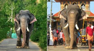ആനപ്രേമികള്‍ക്ക് സങ്കട വാര്‍ത്ത; കൊമ്പന്‍ ഈരാറ്റുപേട്ട അയ്യപ്പന്‍ ചരിഞ്ഞു