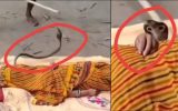 കടിച്ച പാമ്പിനെ കൊണ്ട് വിഷമിറക്കാൻ ശ്രമം; തിരിച്ചു കൊത്തി പാമ്പ്