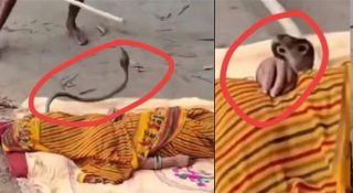 കടിച്ച പാമ്പിനെ കൊണ്ട് വിഷമിറക്കാൻ ശ്രമം; തിരിച്ചു കൊത്തി പാമ്പ്