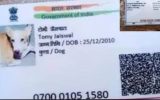 നായയുടെ പേരിൽ ആധാർ കാർഡ് പുറത്തിറങ്ങി; അച്ഛന്റെ പേരും വിലാസവുമുൾപ്പടെ എല്ലാ വിവരങ്ങളും