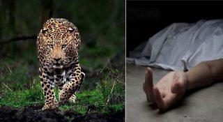 അഞ്ച് വയസ്സുകാരനെ പുലി കടിച്ചു കൊന്നു; ആക്രമണം മുത്തശ്ശിയോടൊപ്പം നടക്കവേ
