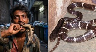 വെള്ളിക്കെട്ടന്റെ തല കടിച്ചെടുത്ത് യുവാവ് !!! വീട്ടിൽ കൊണ്ട് പോയി കൂടെ കിടത്തി ഉറക്കി…….