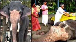 ഗുരുവായൂർ ആനക്കോട്ടയിലെ കൊമ്പൻ ഗോകുൽ ചരിഞ്ഞു; നഷ്ടമായത് ആനയോട്ട വീരനെ