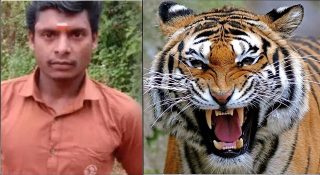 കടുവയുടെ ആക്രമണത്തിൽ ഫോറസ്റ്റ് വാച്ചർക്ക് ദാരുണാന്ത്യം; മൃതദേഹാവശിഷ്ടങ്ങൾ കണ്ടെത്തിയത് പൊന്നമ്പലമേടിന് സമീപം