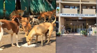 പട്ടികടിച്ചതിന് 20 ലക്ഷം നഷ്ടപരിഹാരം; പല്ലുകളുടെ എണ്ണവും മുറിവിന്റെ വലിപ്പവും നിരത്തി യുവതി കോടതിയിൽ