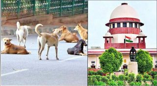 പൊതുസ്ഥലങ്ങളിൽ ഇനി തെരുവുനായ്ക്കളെ കാണരുത്! തടയുന്നവർക്കെതിരെ കർശന നടപടി; സുപ്രീം കോടതി