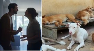 ഭാര്യയ്ക്ക് തെരുവുനായ്ക്കളോട് അമിത ഇഷ്ടം; ദാമ്പത്യം തകർന്ന് ഭർത്താവ്; വിവാഹമോചനം ആവശ്യപ്പെട്ട് ഹൈക്കോടതിയിൽ