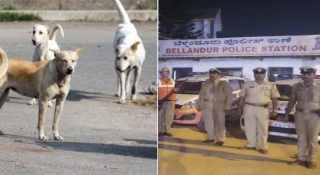 തെരുവുനായയെ കൂട്ടബലാത്സംഗം ചെയ്തതായി പരാതി; പോലീസ് അന്വേഷണം ആരംഭിച്ചു