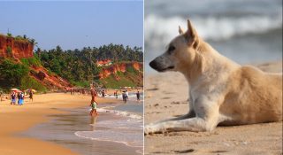 വിദേശിയെയും ഓടിച്ചിട്ട് കടിച്ച് കേരളത്തിൻ്റെ സ്വന്തം തെരുവുനായ!! നാണംകെട്ട് ദൈവത്തിൻ്റെ സ്വന്തം നാട്