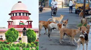 ‘എന്താണ് മനുഷ്യത്വമെന്ന് അടുത്ത തവണ വീഡിയോ കാണിച്ചുതരാം’; തെരുവുനായ വിഷയത്തിൽ സുപ്രീം കോടതി