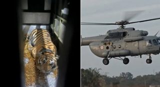 വ്യോമസേനയുടെ ചിറകിലേറി കടുവയുടെ ആകാശയാത്ര! വംശവർദ്ധനവിനായി നടന്ന അത്യപൂർവ്വ ദൗത്യം