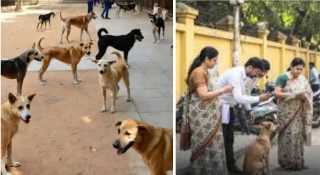 സെൻസസിനും വോട്ടർ പട്ടികയ്ക്കും പിന്നാലെ ഇനി ‘നായ്ക്കളെ’ എണ്ണാനും അധ്യാപകർ; ബിഹാറിൽ പ്രതിഷേധം